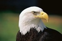 Eagle Eagle