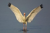 Bird Over Water Bird Over Water