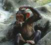 Monkey 1