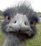 Ostrich