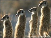 Meerkats Meerkats