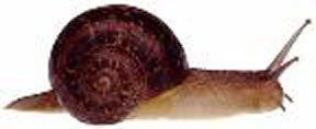 Snail Snail